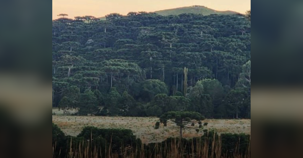 São Joaquim amanhece com zero grau, e geada transforma a paisagem na Serra Catarinense
