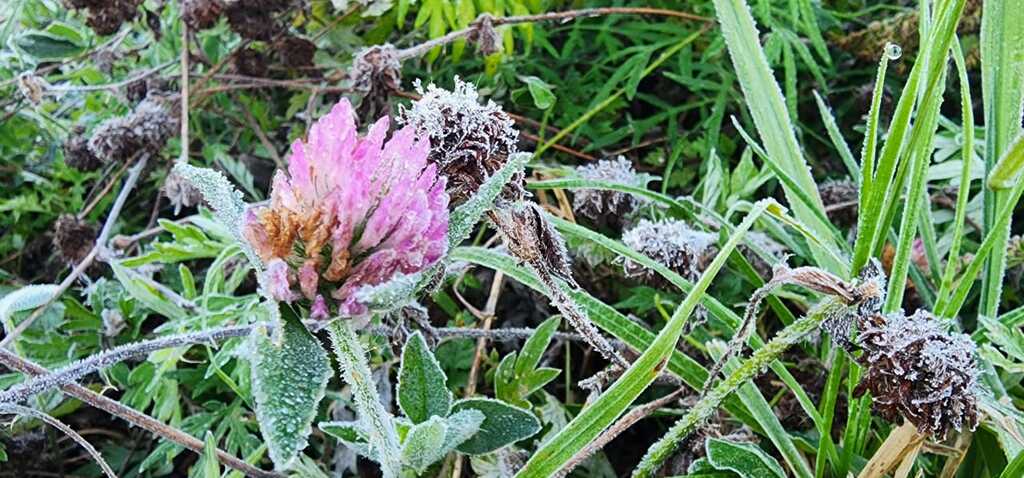 Semana começa com geada na Serra Catarinense