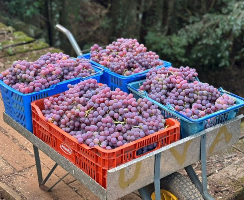 Suco de uva de Santa Catarina conquista prêmio máximo nacional e está entre os melhores do Brasil