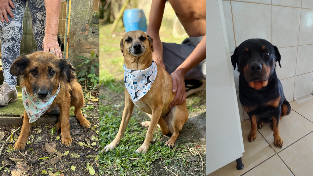 Imagem principal artigo