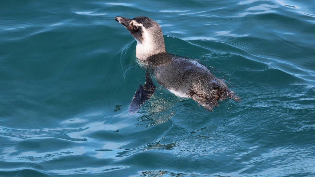 Imagem principal artigo