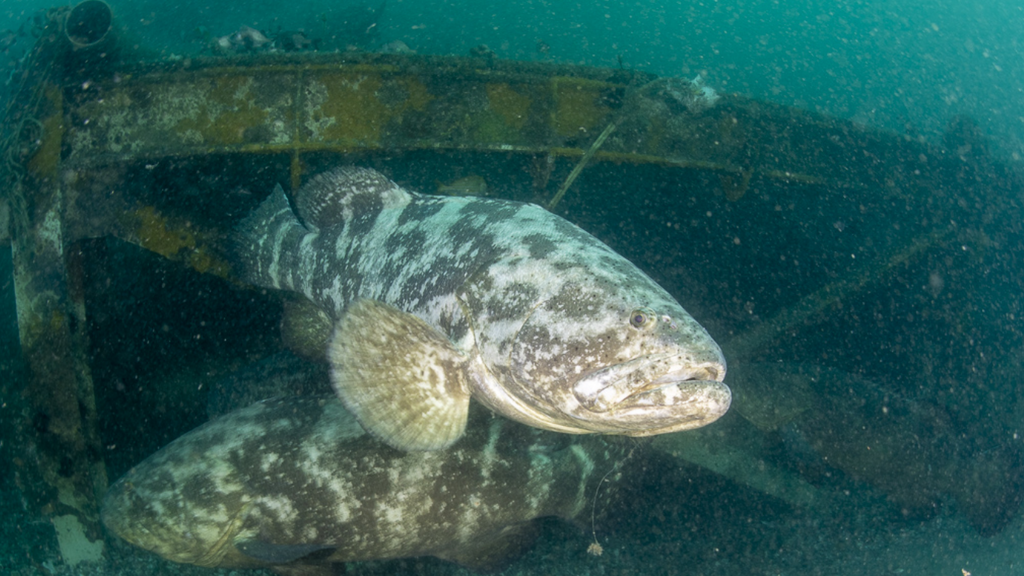 Aparição de peixe gigante destaca riqueza natural de SC