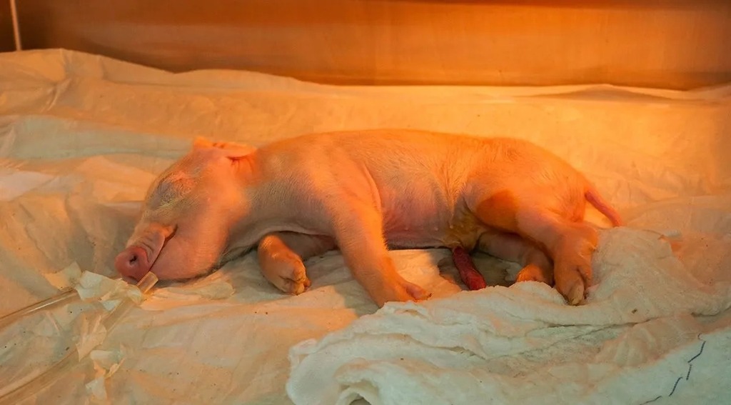 Brasil cria 1º porco clonado da América Latina para fornecer órgãos ao SUS