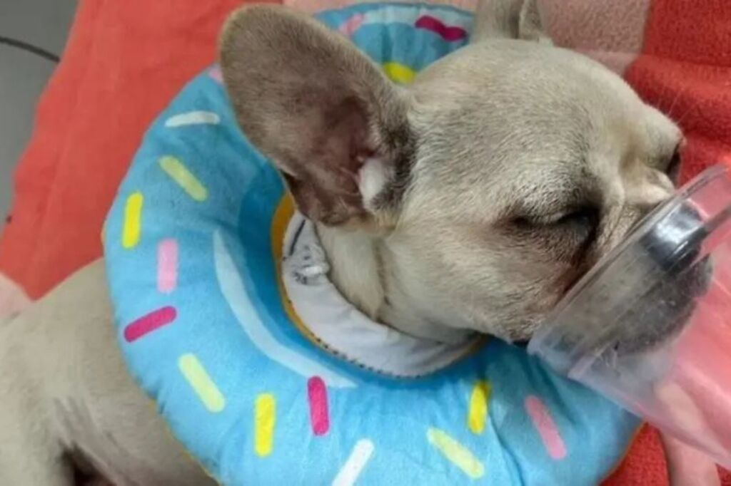 Cachorra que engoliu 55 pedras de crack em Joinville precisa de UTI e será transferida