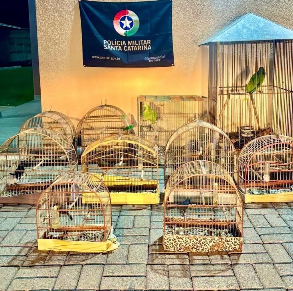 Operação resgata aves silvestres presas ilegalmente em gaiolas no Meio-Oeste
