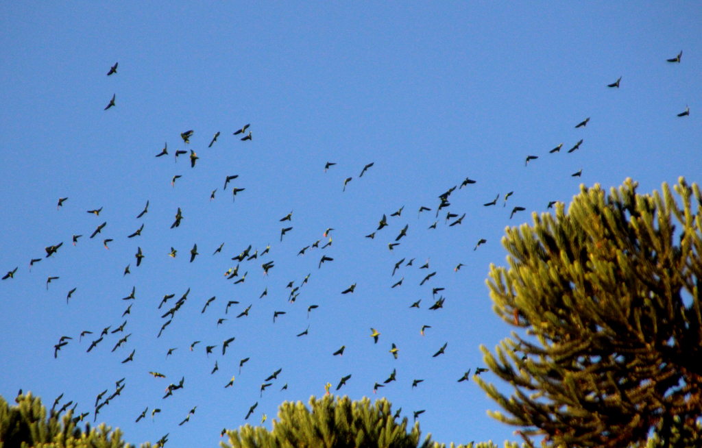 Abertura do Festival dos Papagaios marca início da temporada