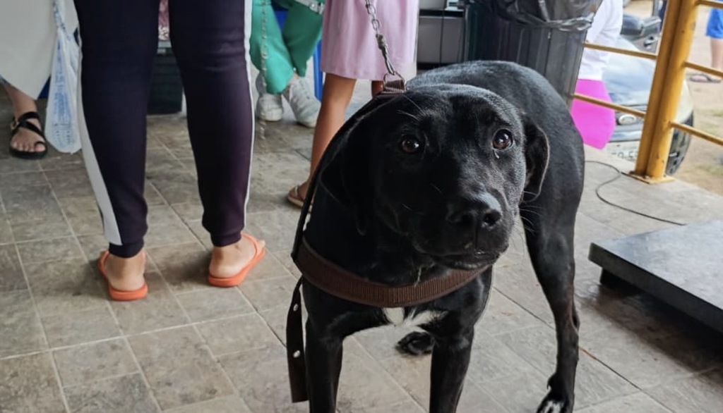 Pet Levado a Sério: mais 78 animais são castrados na terceira ação do ano em Urussanga