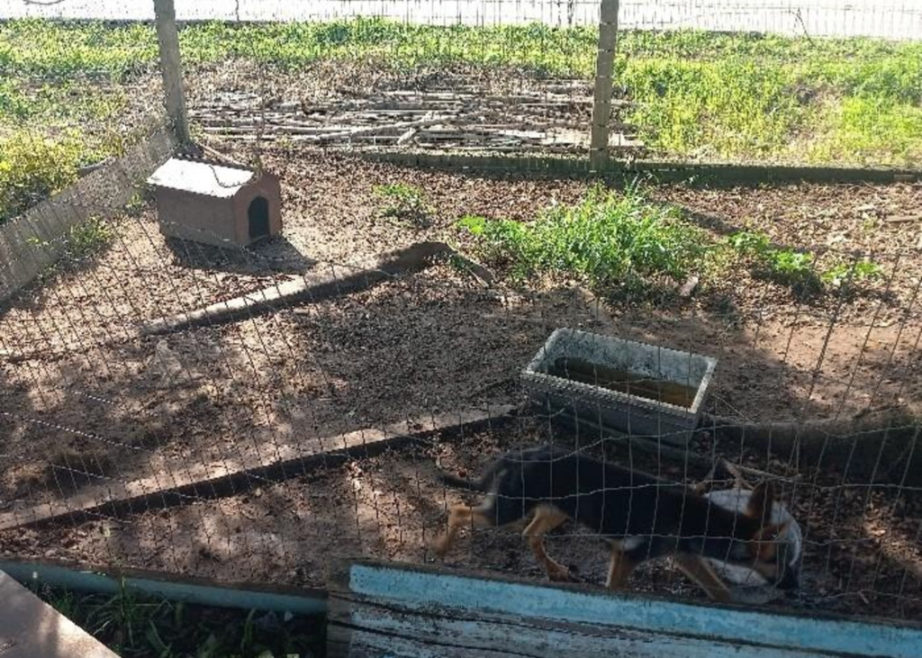 OCORRÊNCIA DE MAUS-TRATOS CONTRA ANIMAIS É REGISTRADA EM SÃO JOÃO DO SUL