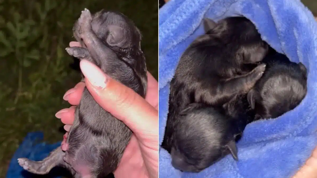 Filhotes abandonados em sacolas levam à investigação e indiciamento em Garopaba