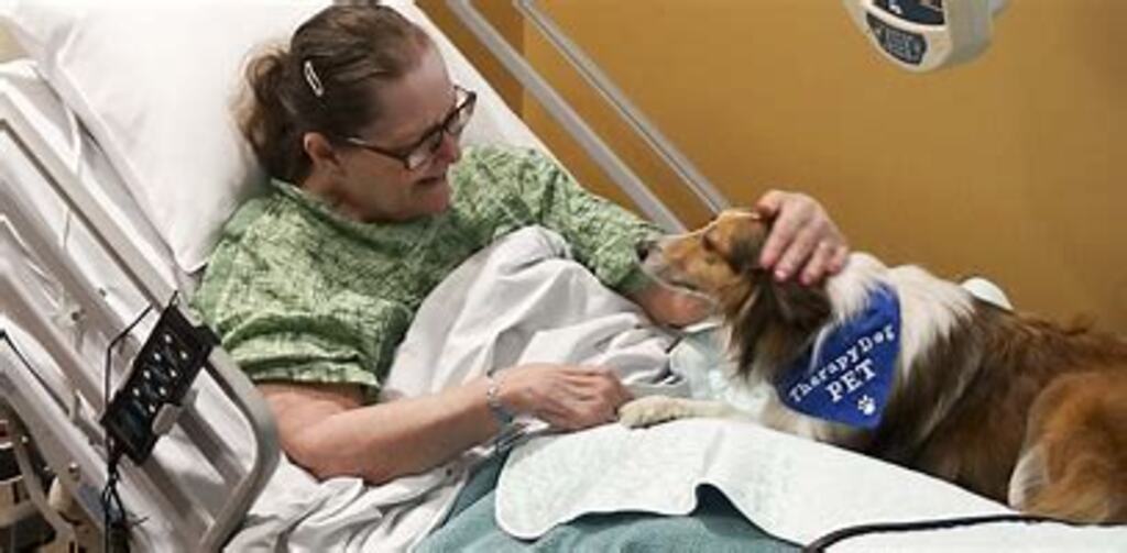 Legislativo de São Francisco do Sul aprova projeto que propõe programa com a Intervenção Assistida por Animais