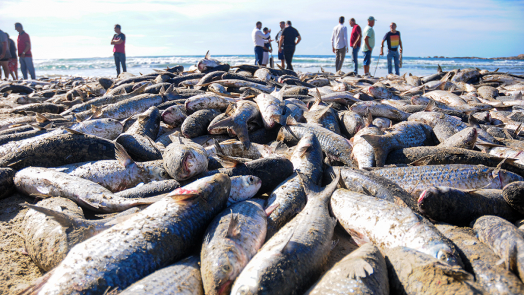 Garopaba se prepara para safra da tainha com novas regras de convivência entre pesca e surfe