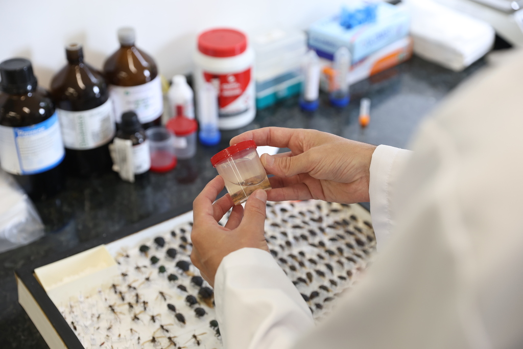 Como larvas e insetos ajudam peritos a desvendar crimes