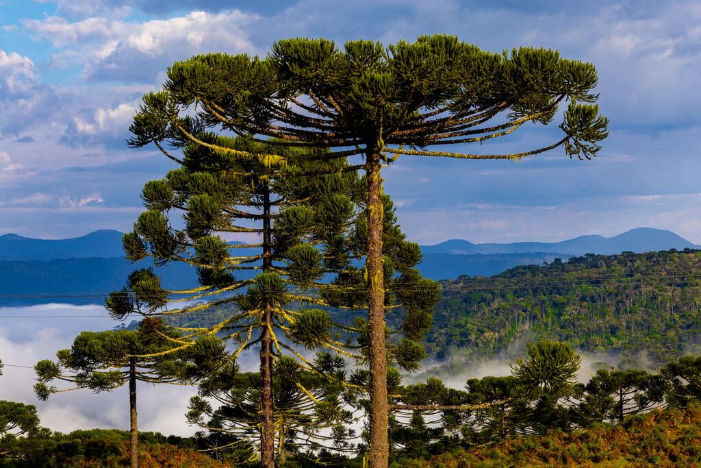 Queda nas temperaturas e chuva marcam a última semana de abril em Santa Catarina
