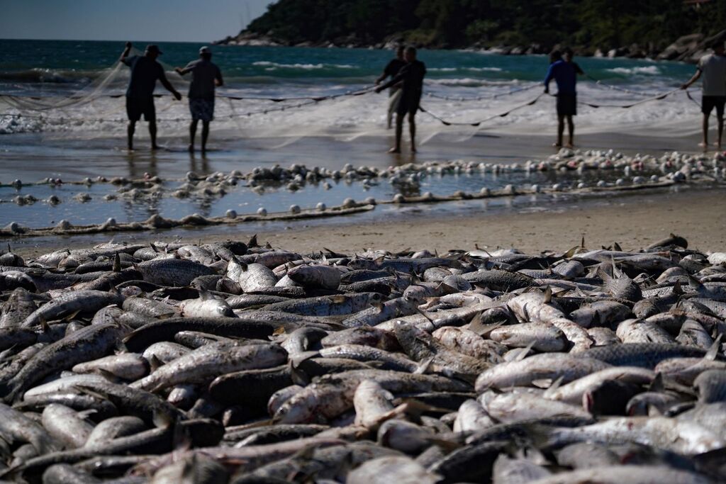 Safra da tainha começa em SC com novas regras e expectativa de maior pesca