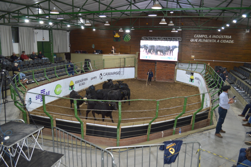 Feira do Terneiro e da Terneira em Lages confirma mercado aquecido