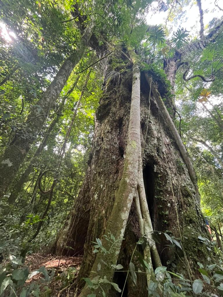 Canafístula de Maravilha pode ser a maior do Brasil