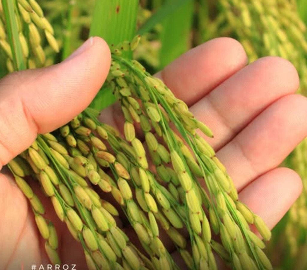 ARROZ: ABRIL REGISTRA MAIOR MÉDIA DESDE ST/25, MAS LIQUIDEZ SEGUE LIMITADA