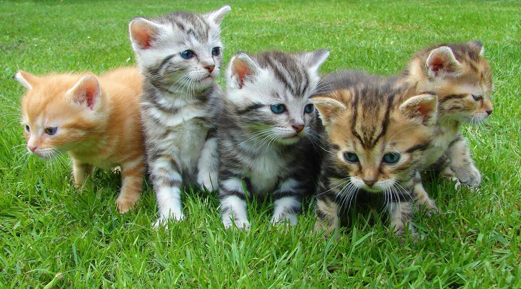 Mais de 400 gatos são encontrados em apartamento; TAC prevê castração, microchipagem e adoção dos animais