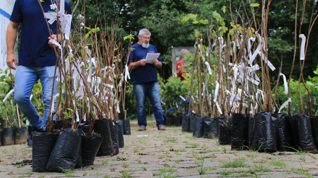 Campanha de Mudas 2026 é lançada pela Epagri com diversas opções de cultivo