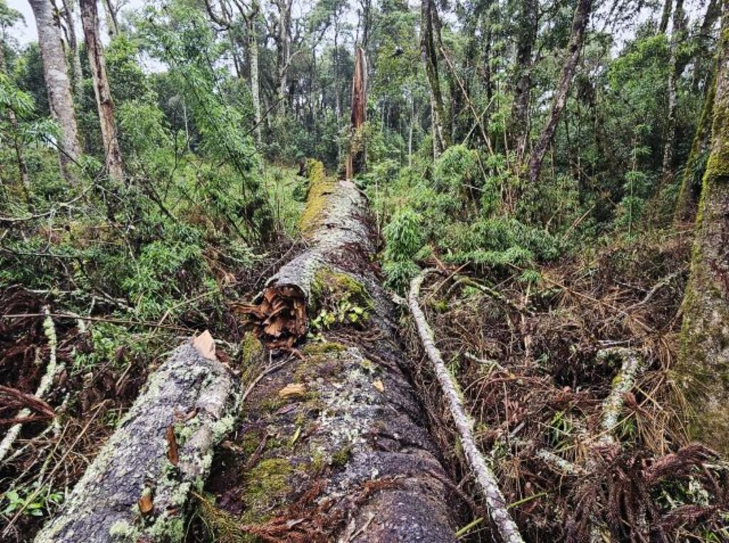 Queda de araucária gigante em Caçador/SC mobiliza pesquisadores para resgate de DNA centenário