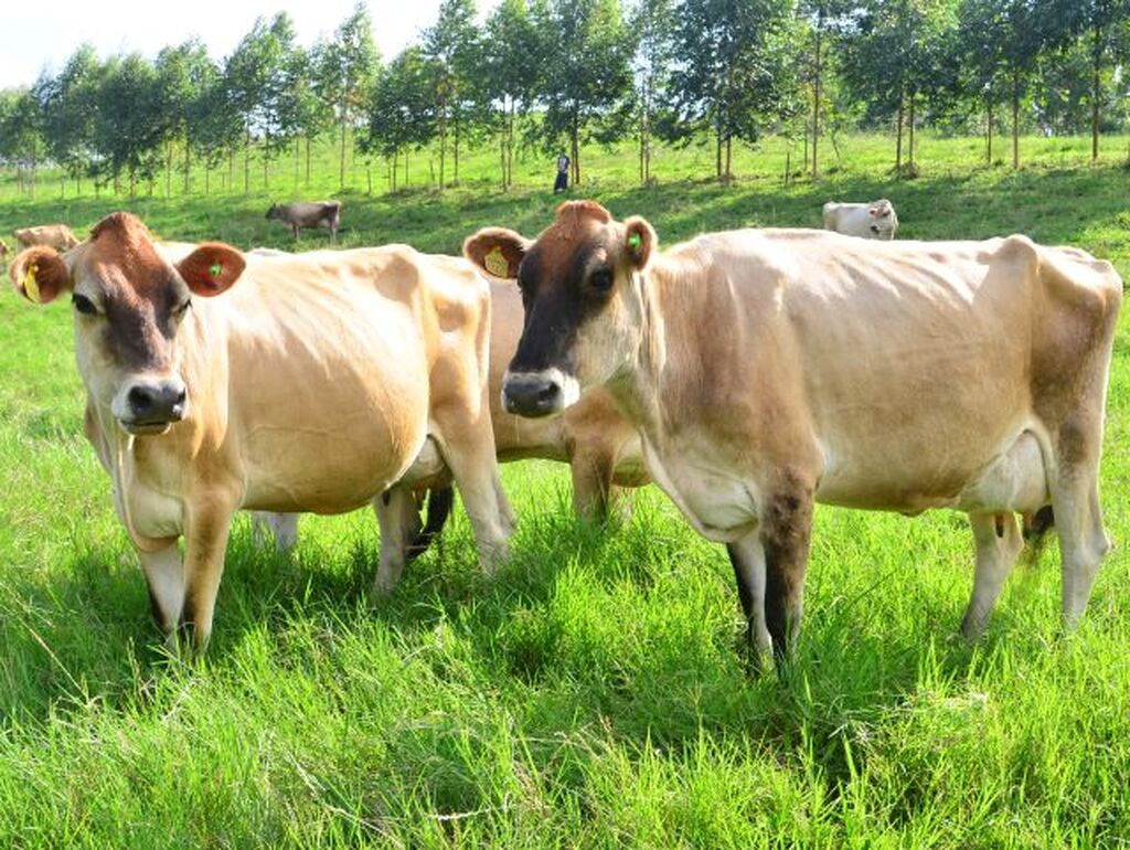 Epagri abre inscrições para o VI Fórum Oeste Catarinense do Leite