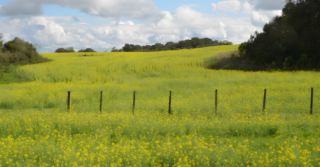 Preços de terras agrícolas em Santa Catarina sobem impulsionados pelo agronegócio
