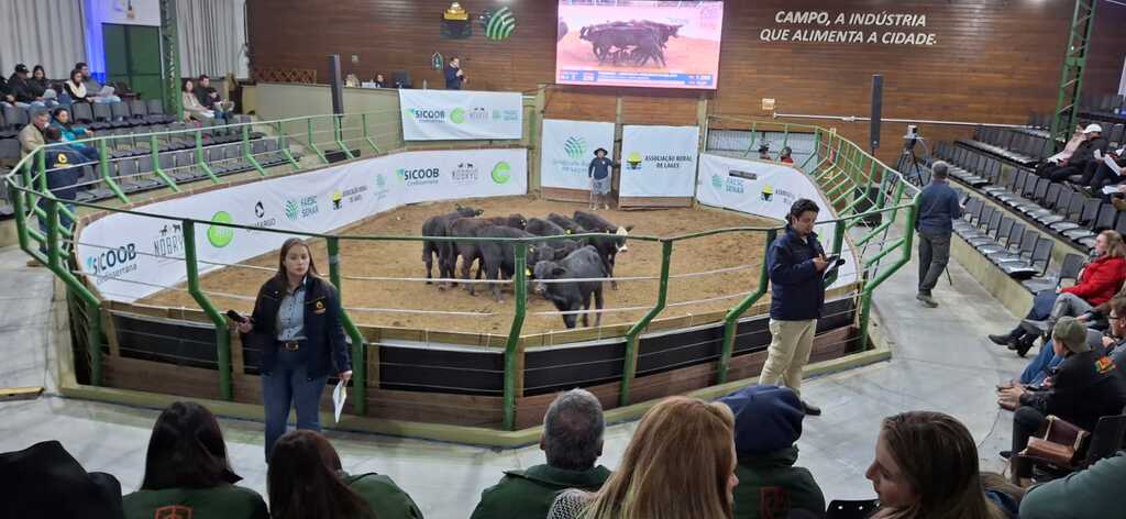 Feira do Terneiro e da Terneira encerra segunda etapa com  boa valorização dos animais