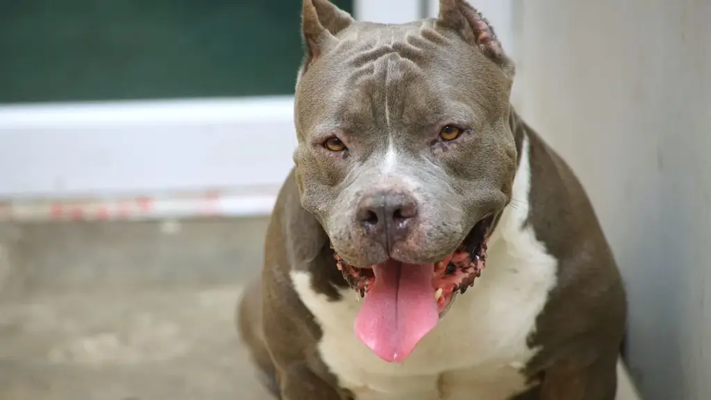 Mulher é atacada por cães pit bull em Campos Novos