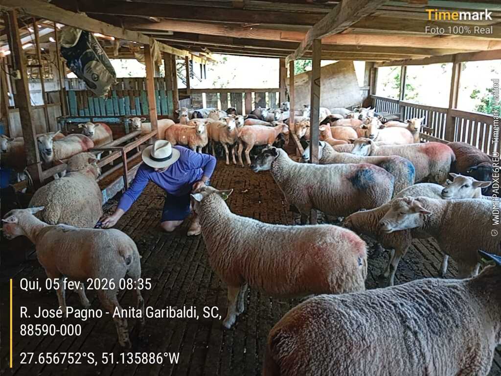 Projeto alinha produção de ovinos com necessidades do mercado