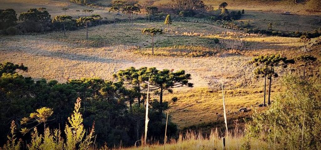 Frio intenso marca a quinta-feira e Santa Catarina registra 25 municípios com temperaturas negativas