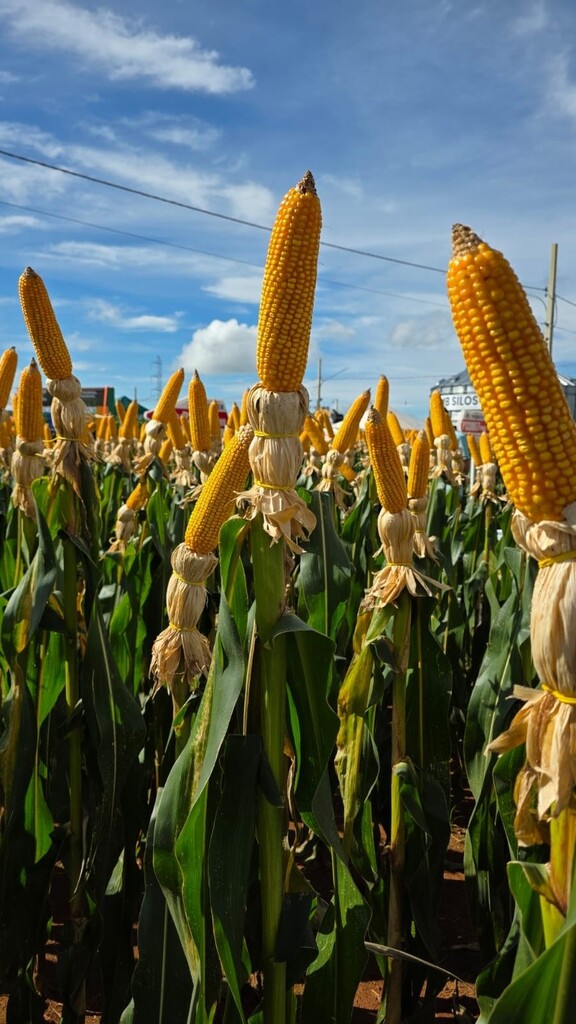 Produtores de milho produzem mais de 360 sacas por hectare na safra verão da região Sul e conquistam o 1º lugar do da edição 2026 do Concurso Getap