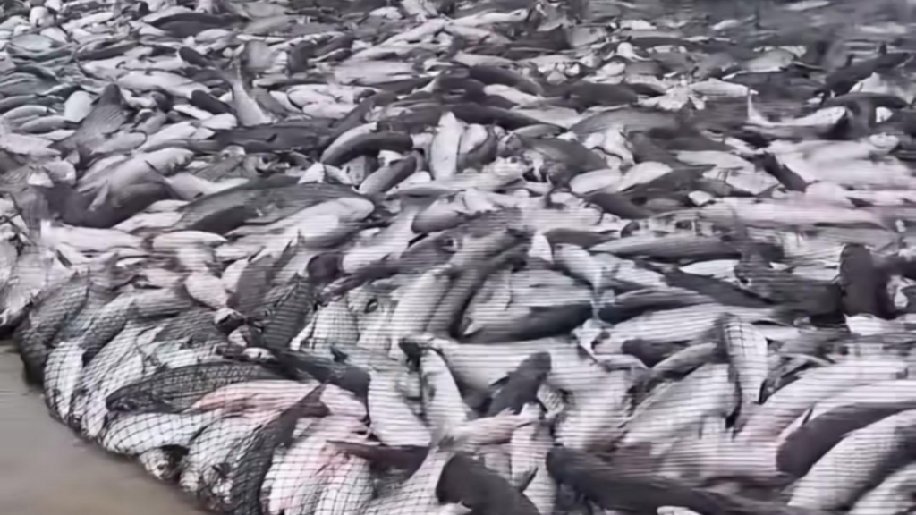 Mar de tainhas impressiona moradores em praia de Imbituba