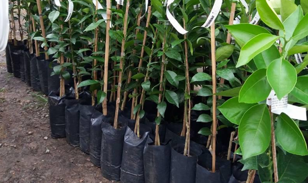 Três Barras abre inscrições para Campanha de Aquisição de Mudas Frutíferas e Plantas Ornamentais