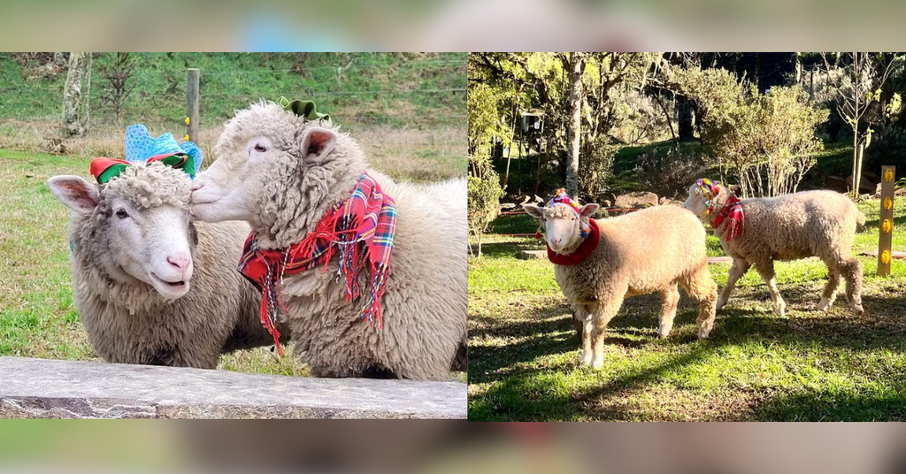 'Pacha' e 'Mama': ovelhas vivem em chalé e usam toucas e cachecóis para espantar o frio na Serra de SC