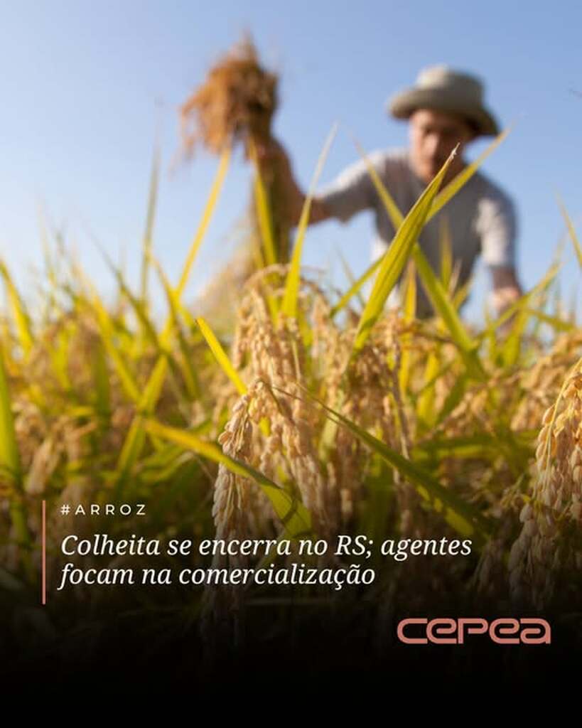 COM BAIXA LIQUIDEZ É FINALIZADA A SAFRA DO ARROZ 2025/2026 NA REGIÃO