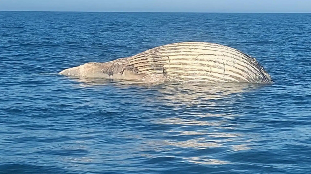 Terceira baleia morta em menos de 15 dias encalha entre Garopaba e Guarda do Embaú