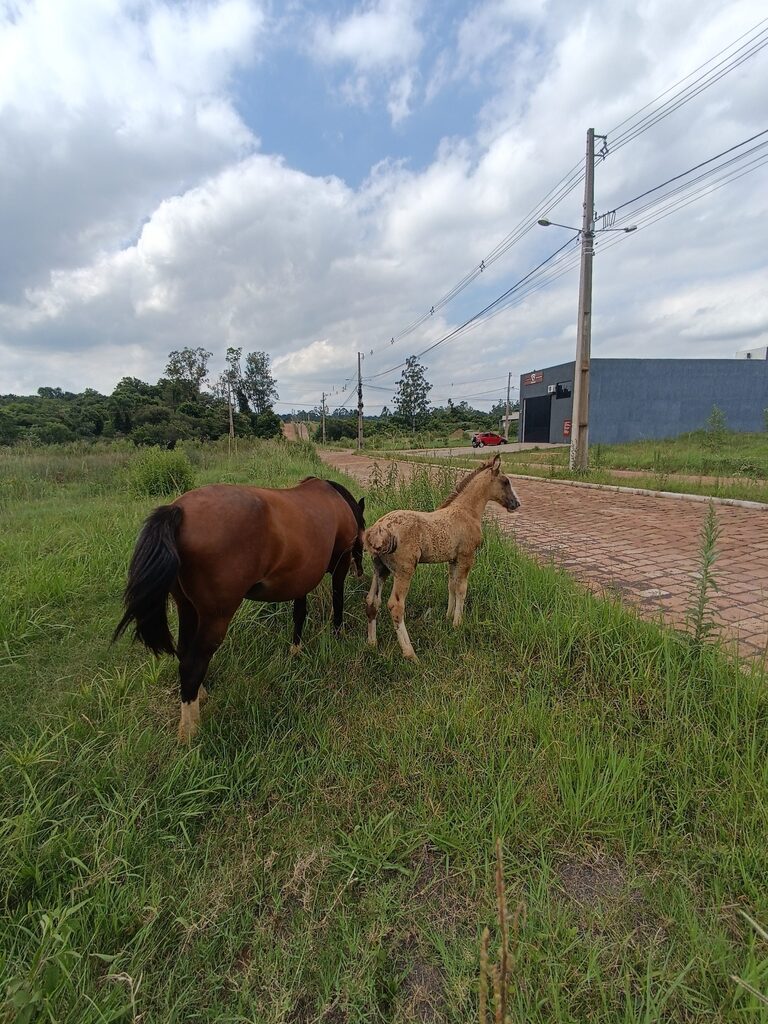 Três Barras abrirá em breve Processo de Licitação para recolhimento de cavalos em vias públicas