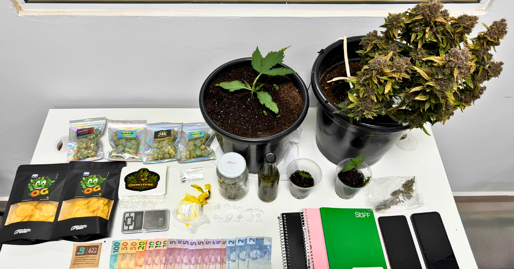 Polícia descobre esquema de tráfico “drive-thru” e apreende drogas, cocaína e pés de maconha em Lontras