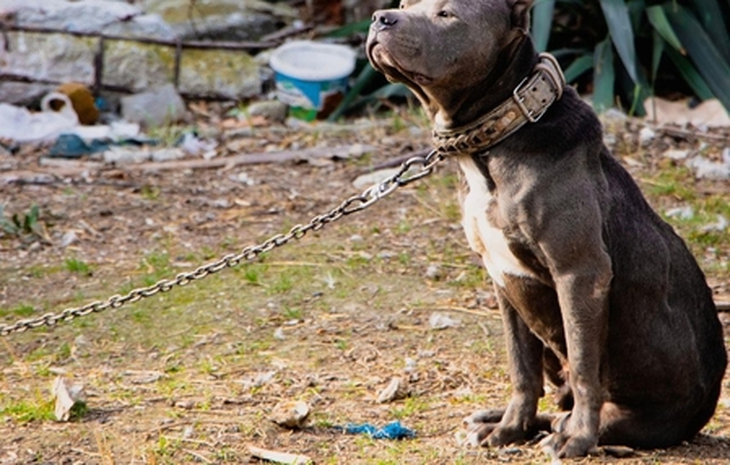 Mulher é atacada por cão pit bull solto na rua em Palmitos