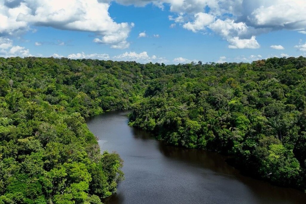 MEIO AMBIENTE  No Dia Mundial do Meio Ambiente, Governo do Brasil ressalta avanços conquistados pelo país desde 2023