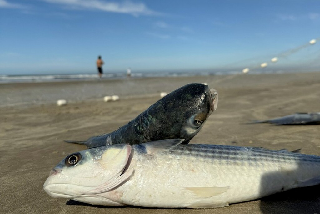 SANTA CATARINA DEVE TER ACRÉSCIMO DE 400 TONELADAS NA COTA DA TAINHA