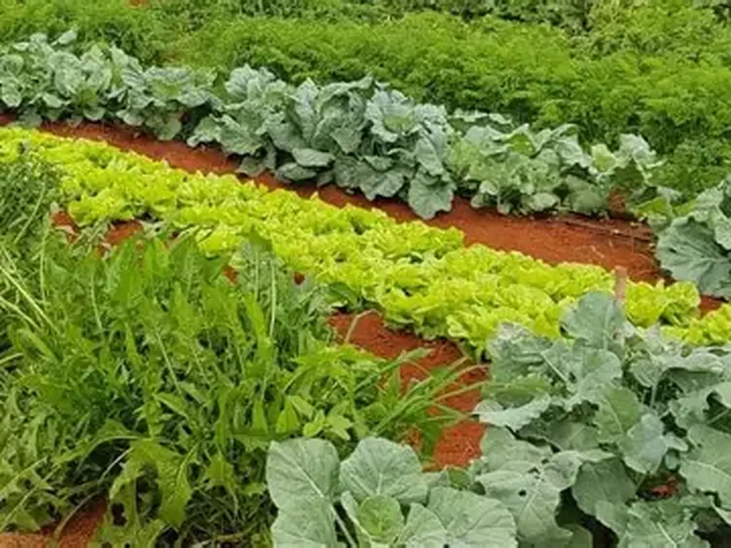 Prefeitura de SFS lança Chamada Pública para fornecimento de alimentos da agricultura familiar à merenda escolar