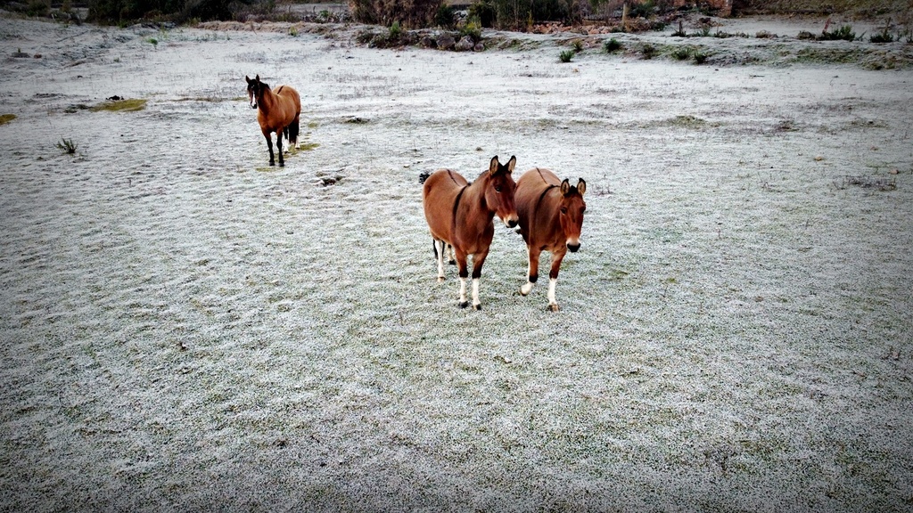 Serra Catarinense registra o dia mais frio do ano e lidera ranking nacional de temperaturas negativas