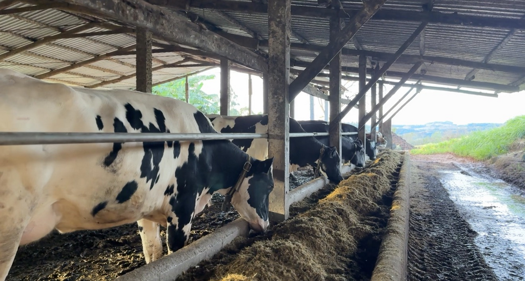 Amor à terra e inovação técnica transformam a atividade leiteira em Nova Erechim