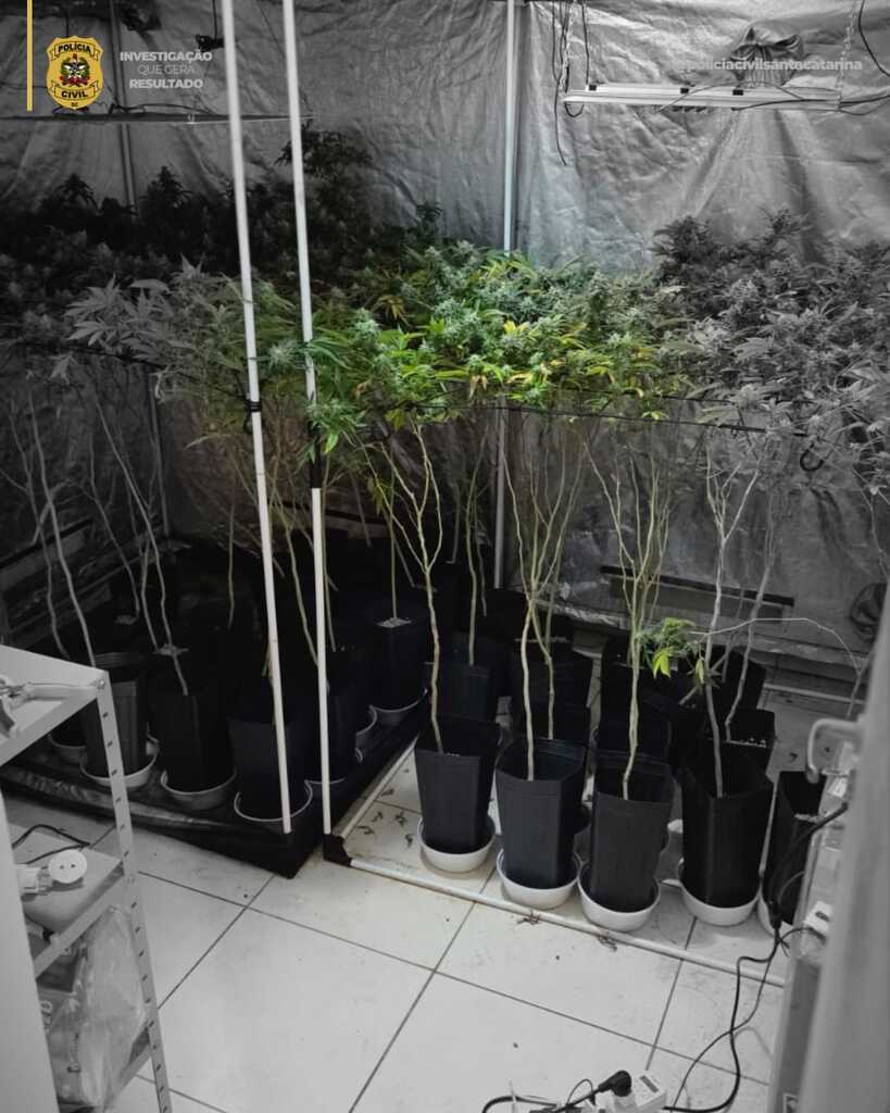 Operação prende quatro suspeitos e apreende plantação com 350 pés de maconha no Oeste e Litoral