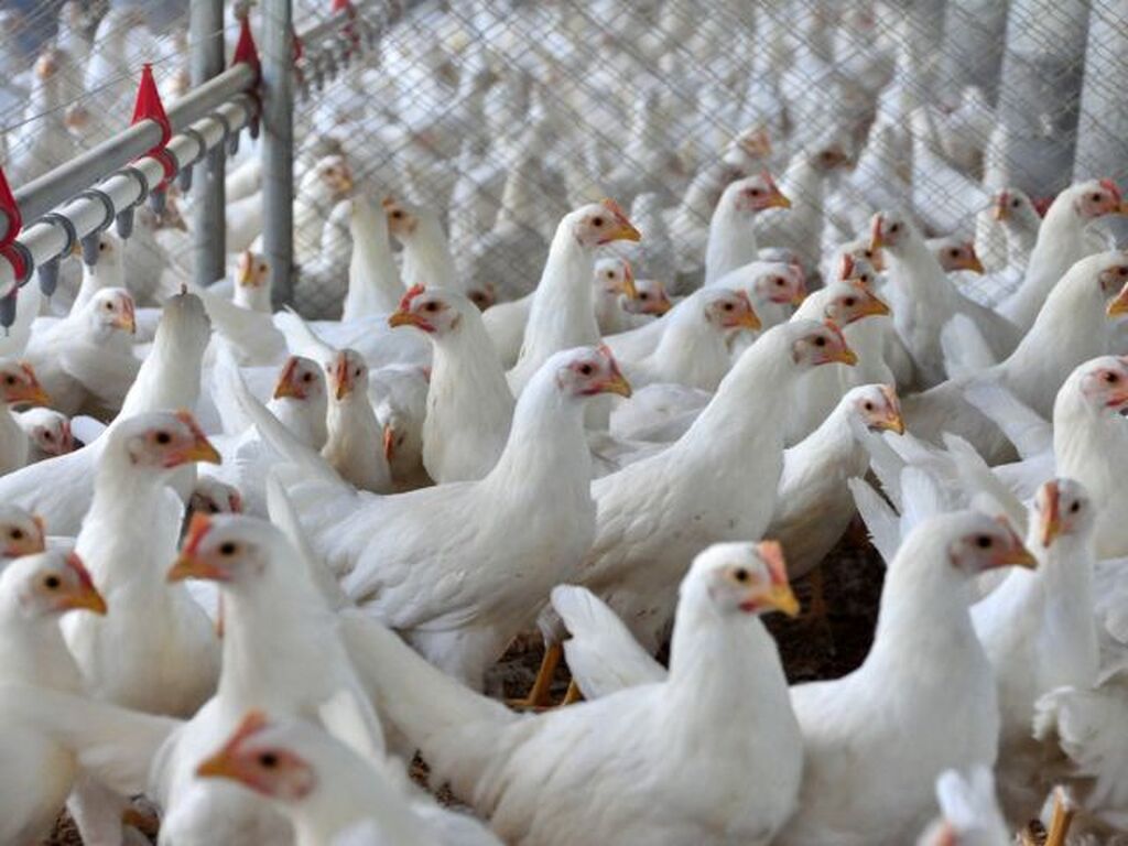 Exportações de frango de SC atingem maior valor da história
