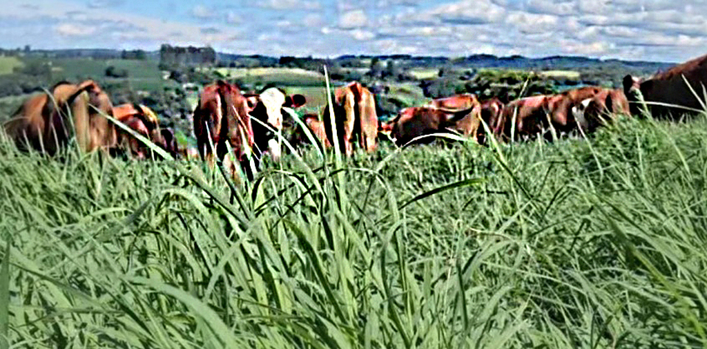 PRODUTOR DE CAPINZAL AUMENTA PRODUTIVIDADE COM APOIO DO SINDICATO RURAL DE CAPINZAL E SISTEMA FAESC/SENAR