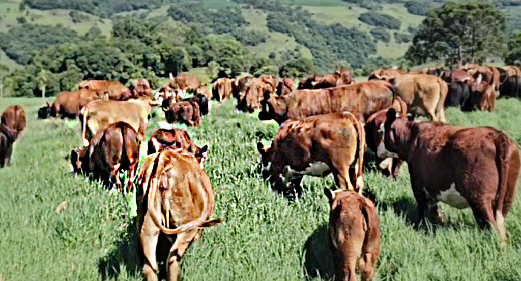 PRODUTOR DE CAPINZAL AUMENTA PRODUTIVIDADE COM APOIO DO SINDICATO RURAL DE CAPINZAL E SISTEMA FAESC/SENAR