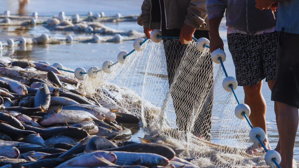 Após liberação do governo, pescadores de SC já capturaram 125 toneladas de tainha