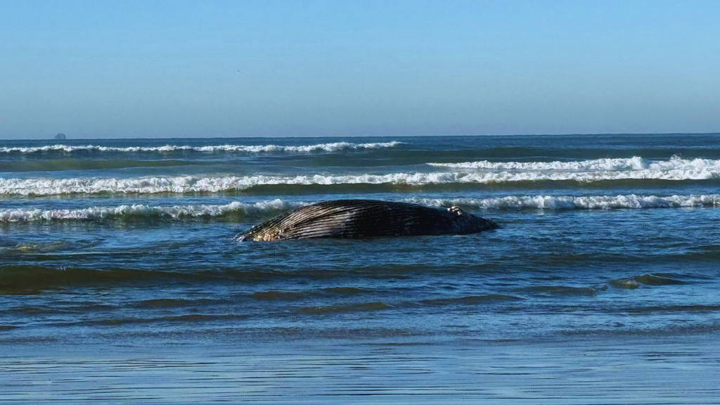 Baleia é encontrada encalhada na Praia da Vila, em Imbituba